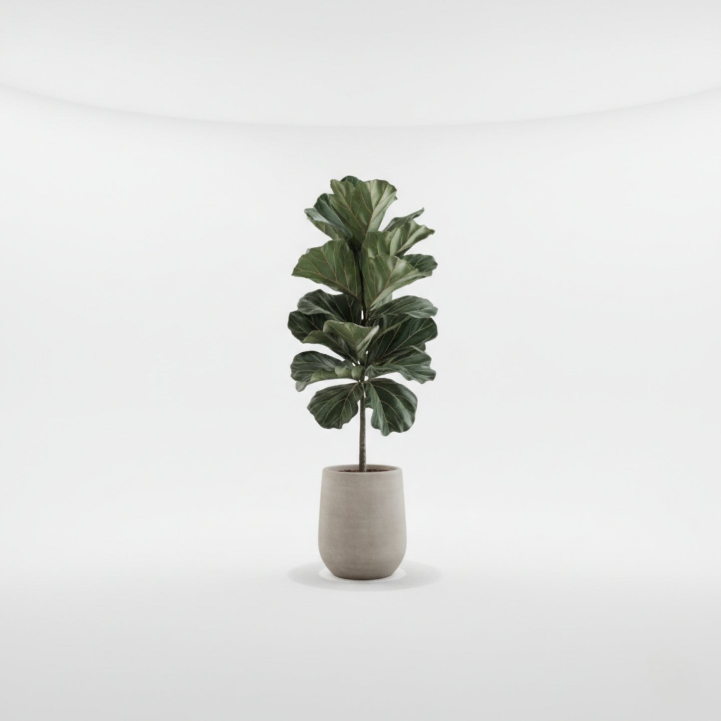 Fiddle Leaf Fig