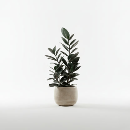 Ficus Elastica