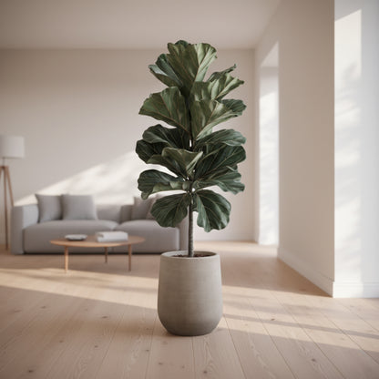 Fiddle Leaf Fig