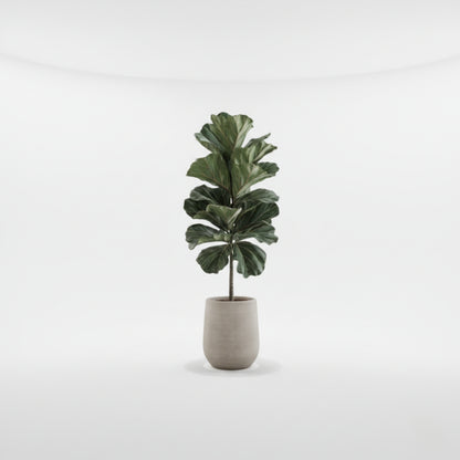 Fiddle Leaf Fig