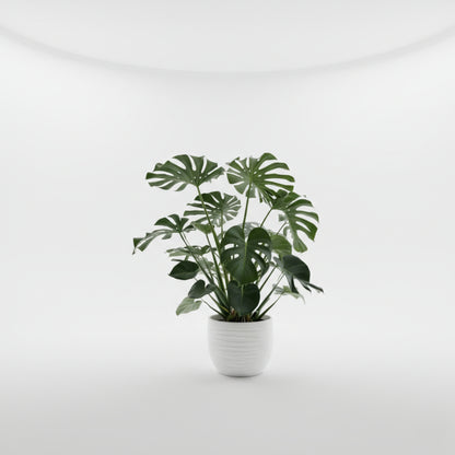 Monstera Deliciosa