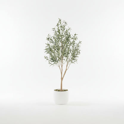 Olive Tree