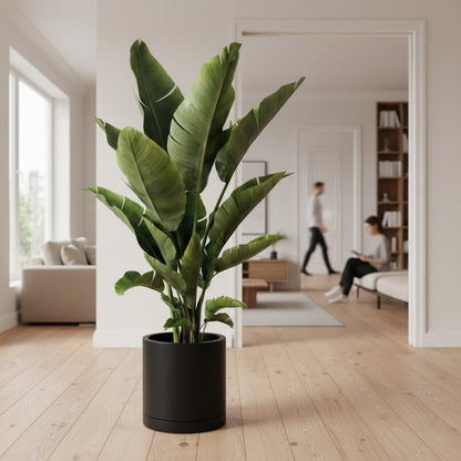 Strelitzia (Bird Of Paradise)