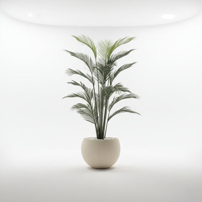 Areca Palm