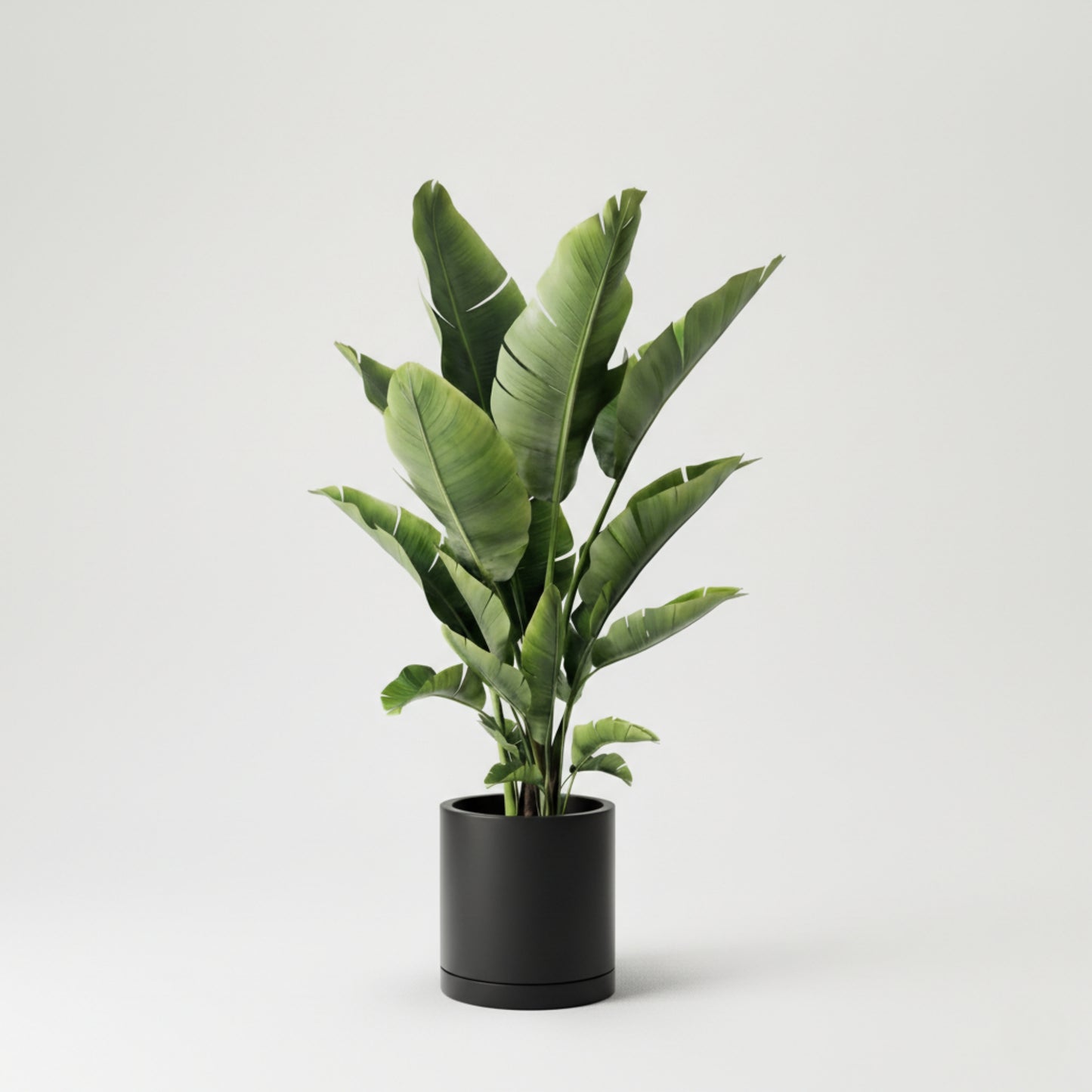 Strelitzia (Bird Of Paradise)