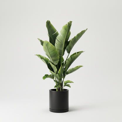 Strelitzia (Bird Of Paradise)