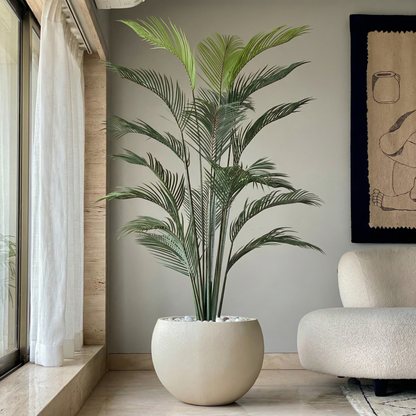 Areca Palm