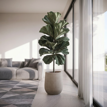 Fiddle Leaf Fig