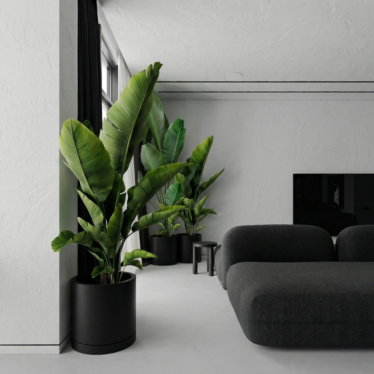 Strelitzia (Bird Of Paradise)