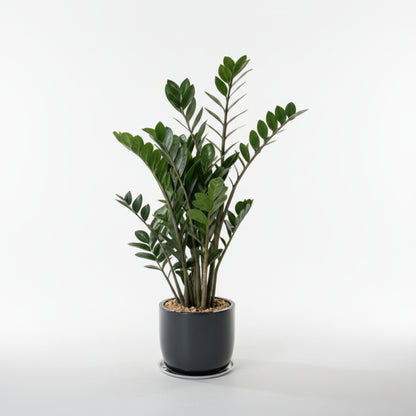 Zamioculcas zamiifolia