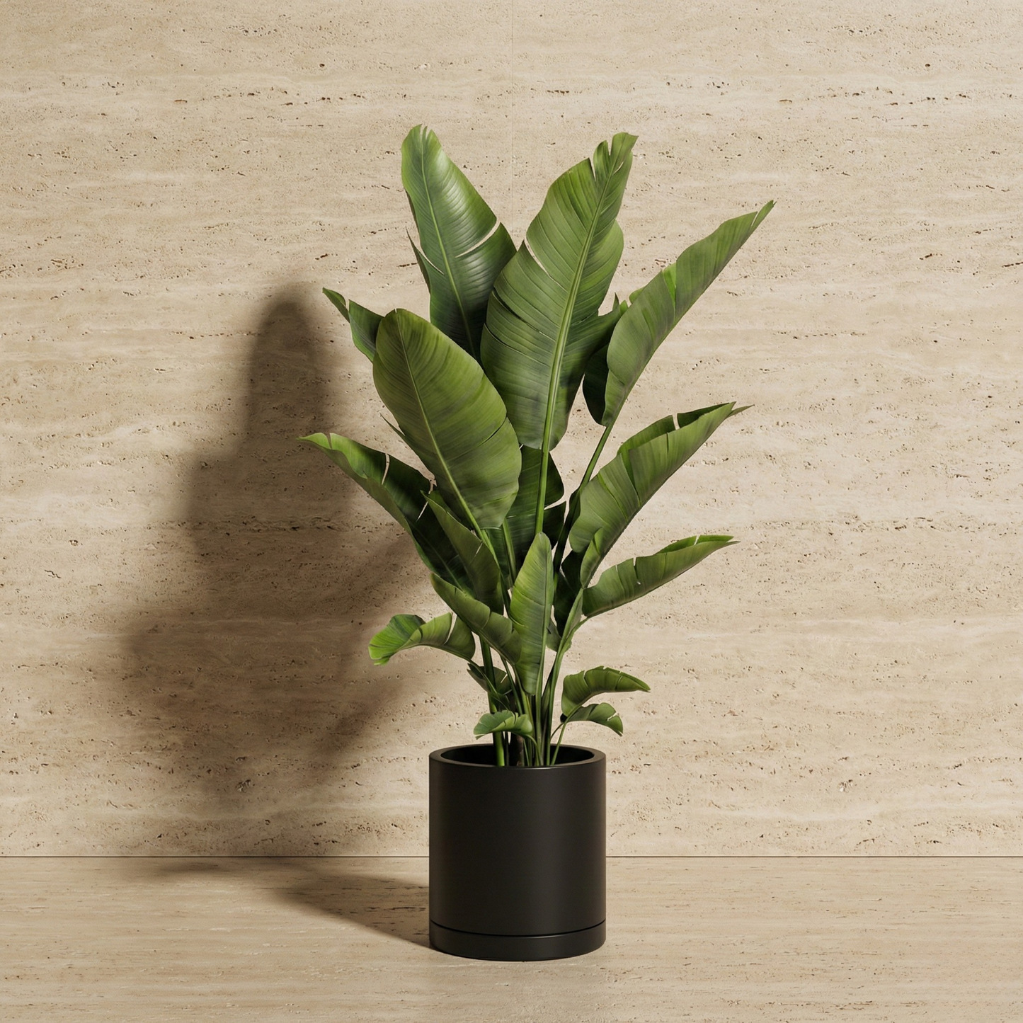 Strelitzia (Bird Of Paradise)