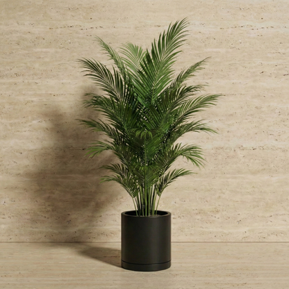 Areca Palm