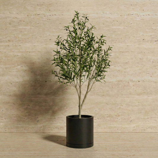 Olive Tree