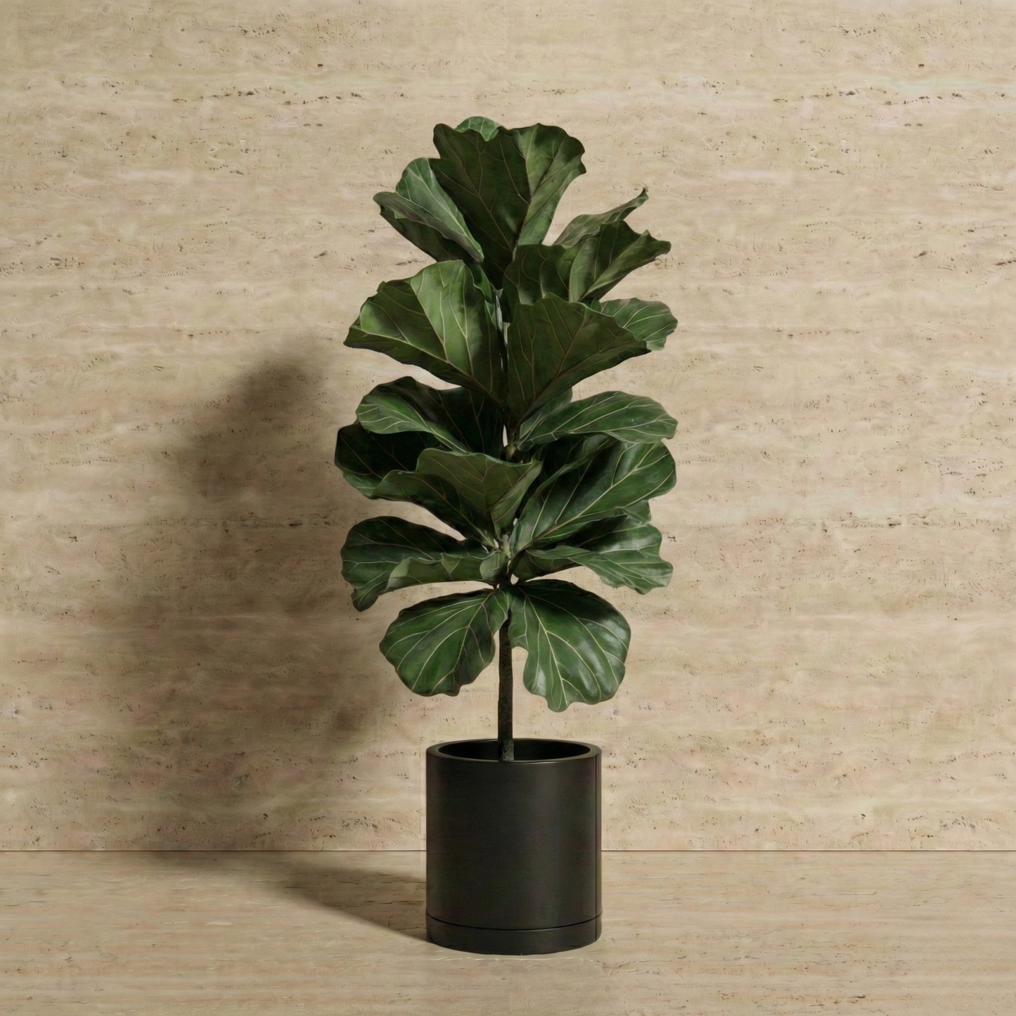 Fiddle Leaf Fig