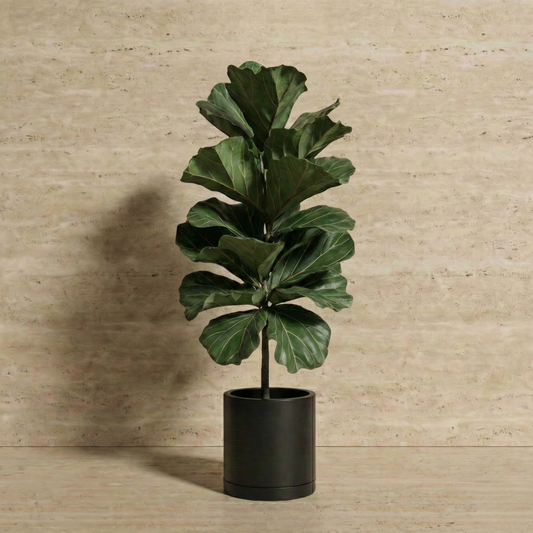 Fiddle Leaf Fig